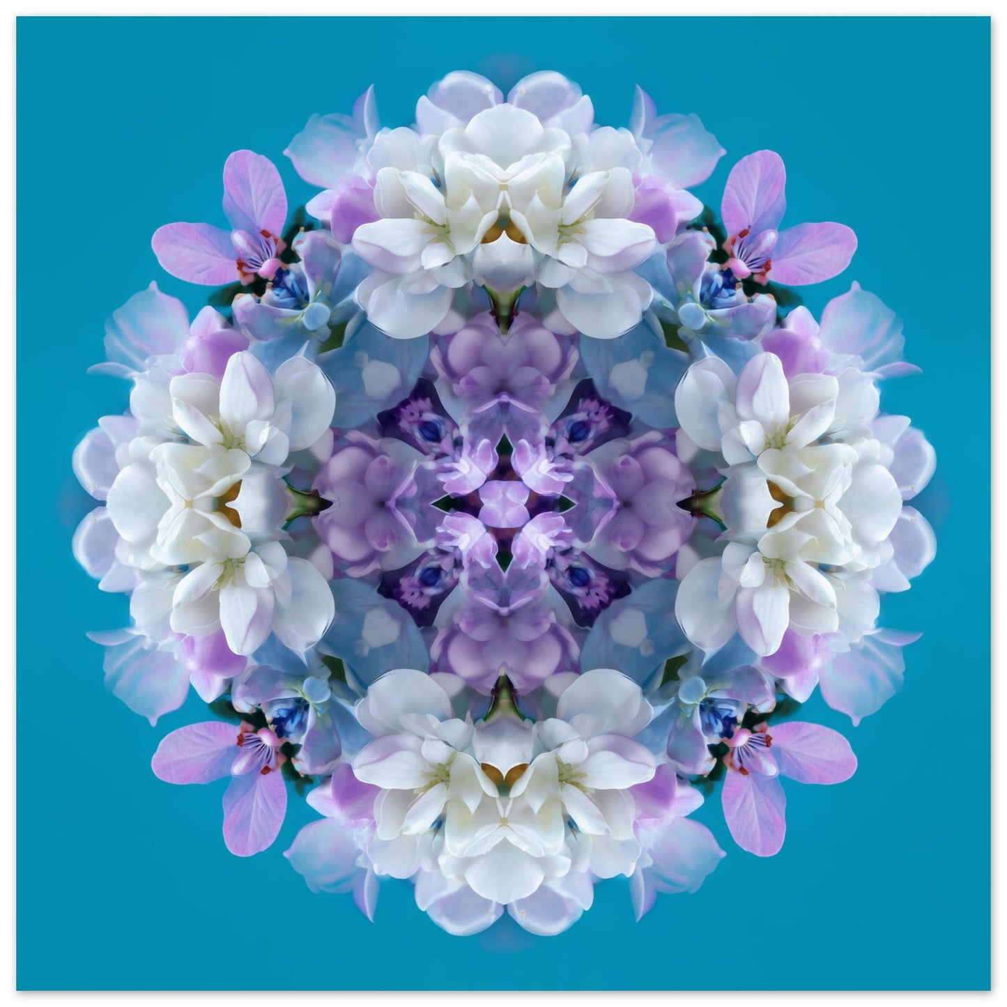 Serene Blooms print – lavender, aqua, and white hydrangea petals in symmetry, chic floral artwork close up