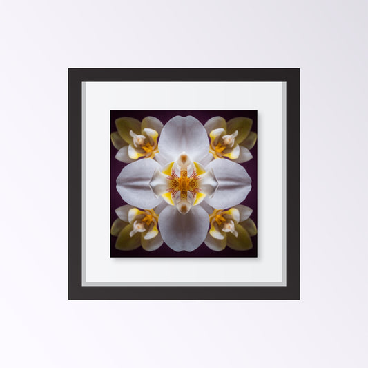 Orchid Bloom art print with graceful blossoms in mirrored harmony, a botanical wall decor close up