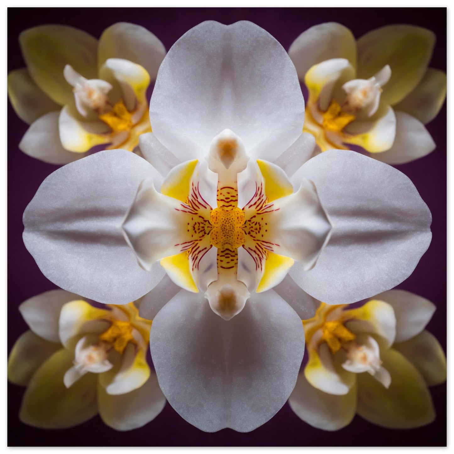 Orchid Bloom art print with graceful blossoms in mirrored harmony, a botanical wall decor close up