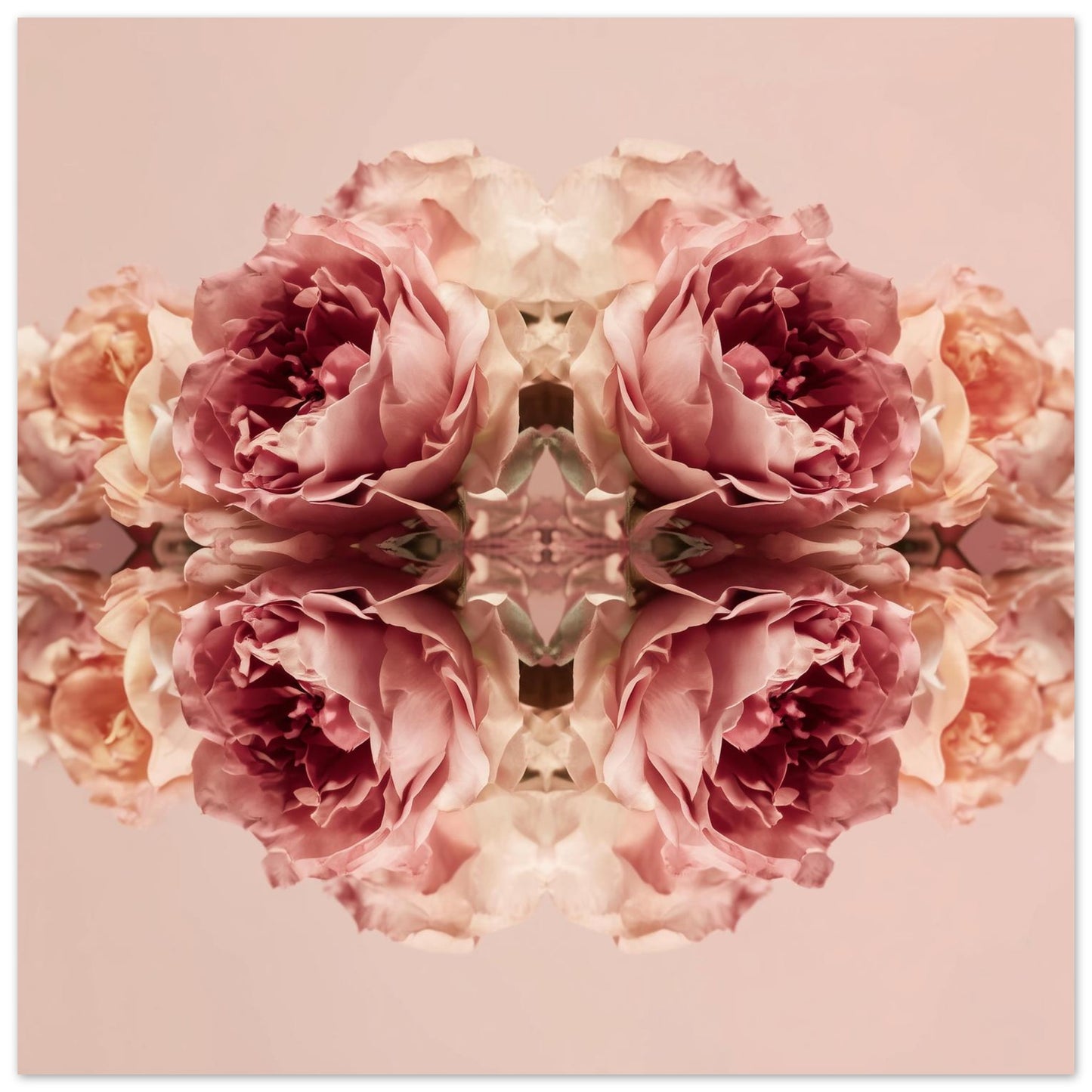 Rose Reflection art print with mirrored blush roses, modern botanical wall decor close up