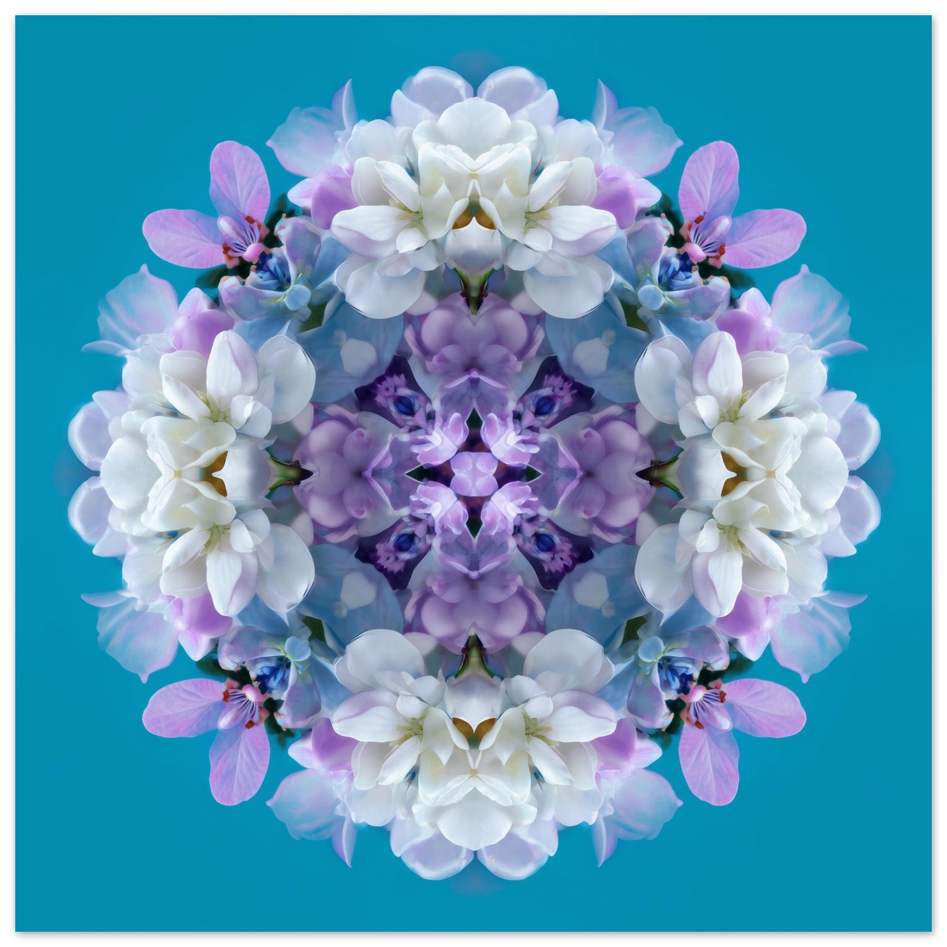 Serene Blooms print – lavender, aqua, and white hydrangea petals in symmetry, chic floral artwork close up