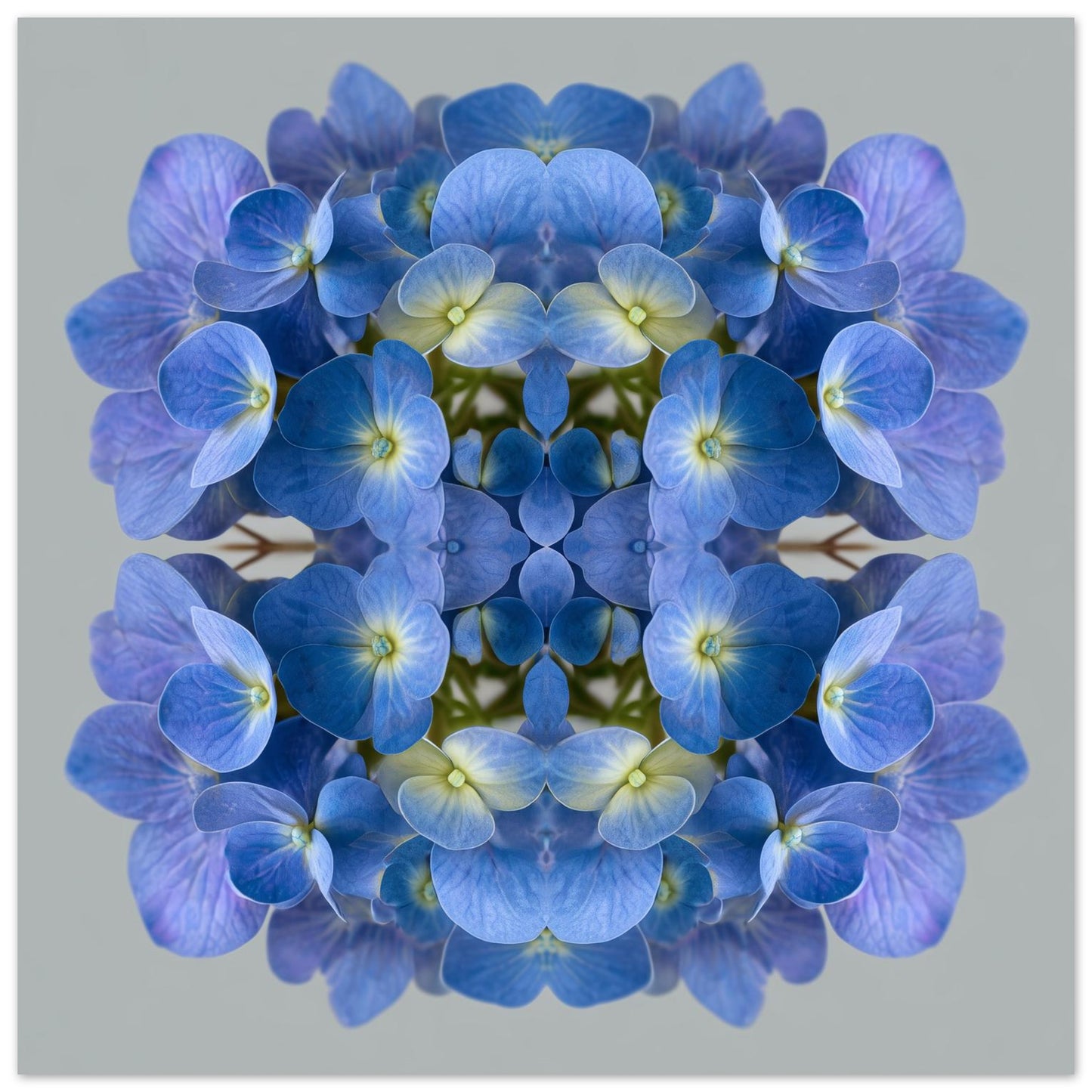Blue Hydrangea print – vibrant blue petals mirrored in symmetry, stylish floral wall decor home wall decor close up