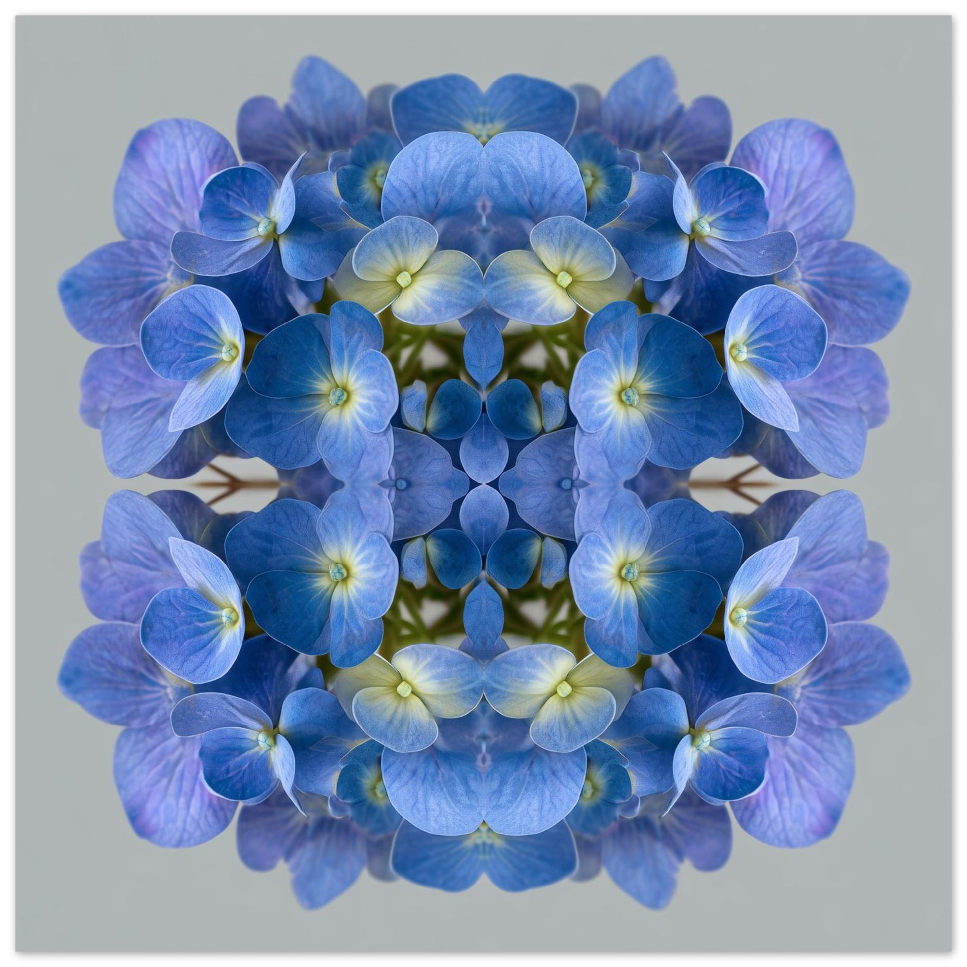 Blue Hydrangea print – vibrant blue petals mirrored in symmetry, stylish floral wall decor home wall decor close up