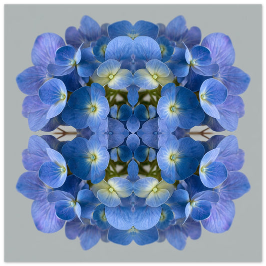 Blue Hydrangea print – vibrant blue petals mirrored in symmetry, stylish floral wall decor home wall decor close up