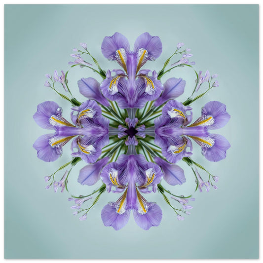 Iris Petals print – violet blossoms arranged in calm geometric form, mandala botanical artwork close up