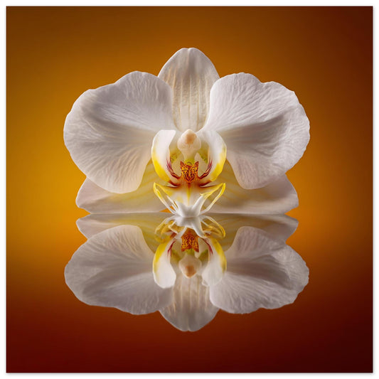Elegant Orchid Bloom print – minimalist white orchid in balance, chic botanical artwork wall decor close up