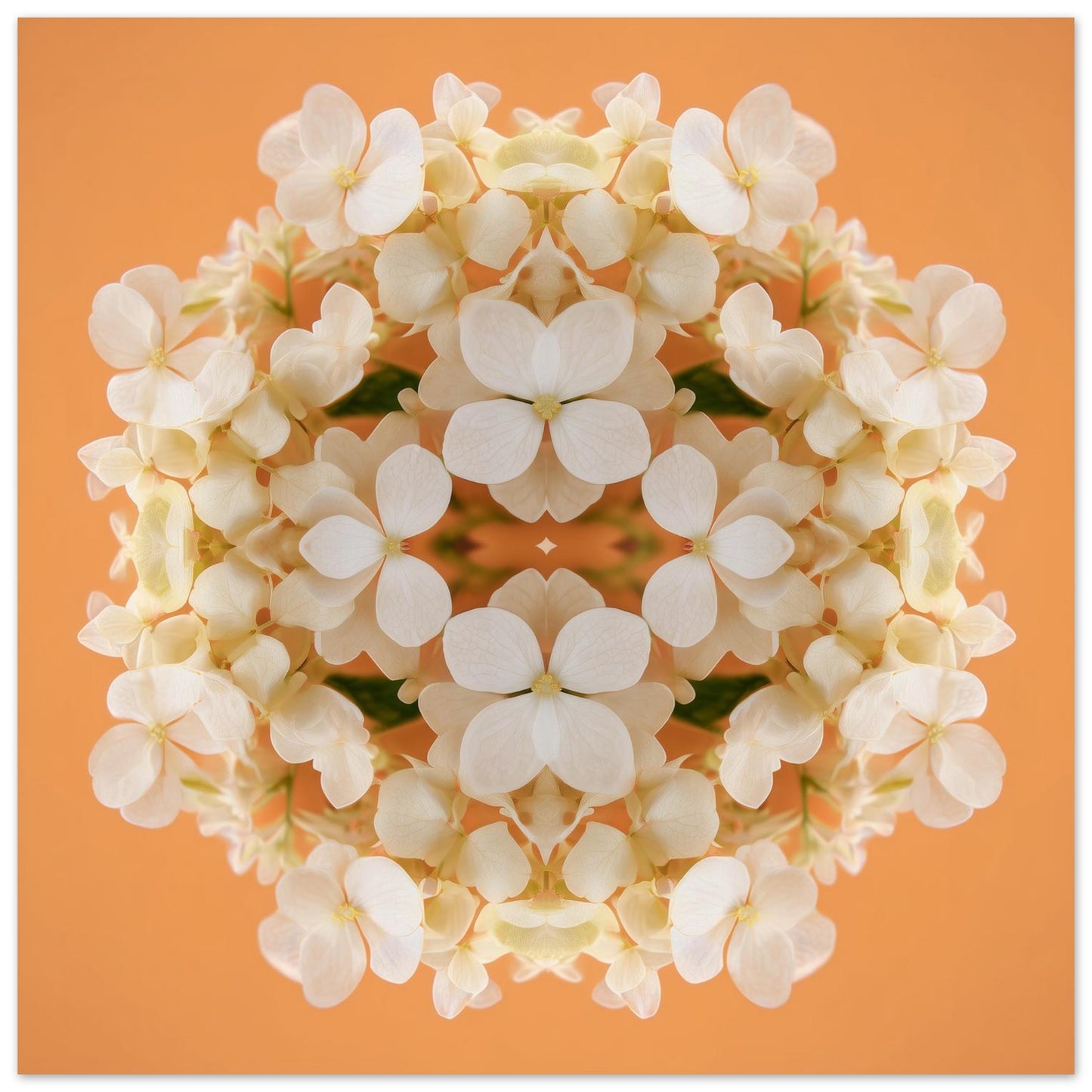 Soft Peach & Cream Blossom art print – delicate pastel petals in symmetry, romantic kaleidoscopic floral wall art close up