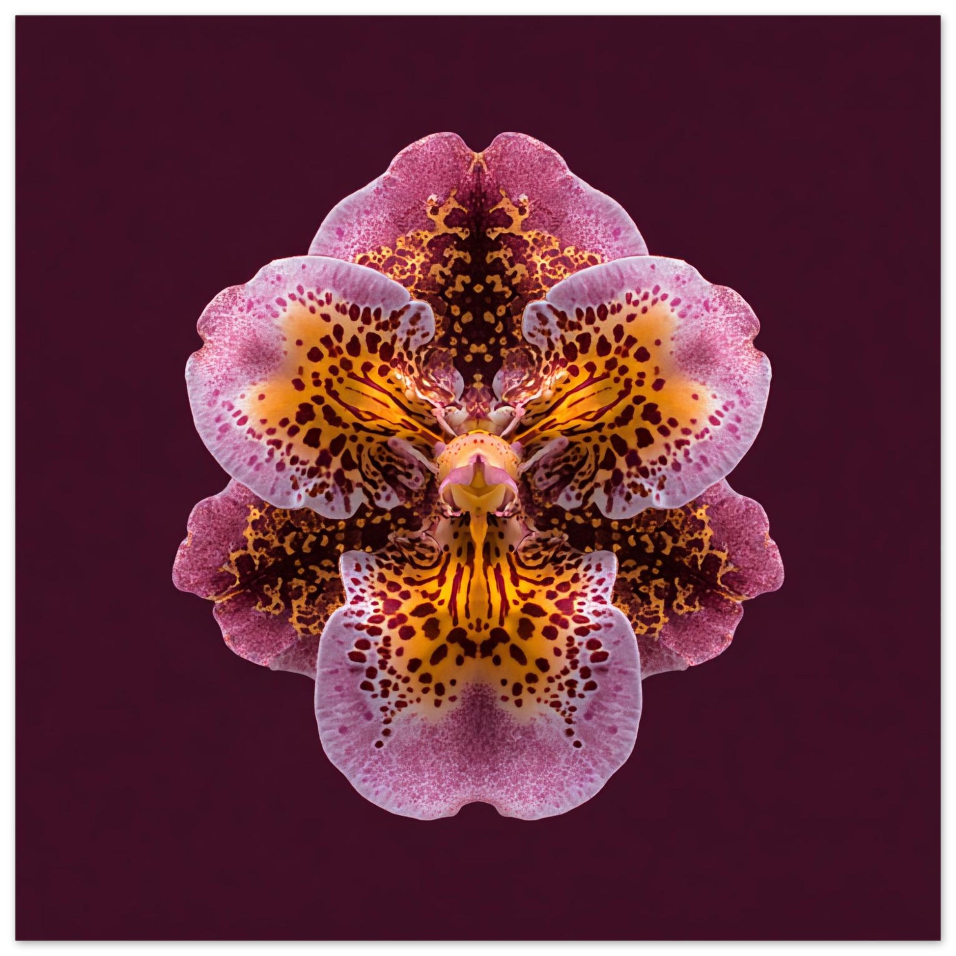 Orchid Rhapsody artwork – rich purple orchids in kaleidoscopic symmetry, luxurious floral art close up