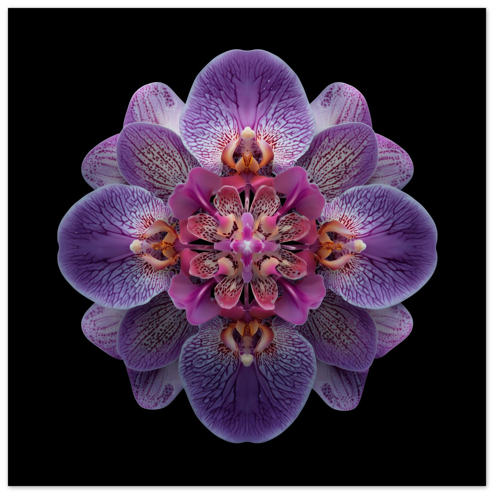 Art Work Print 20 Vibrant Purple Orchid clos up