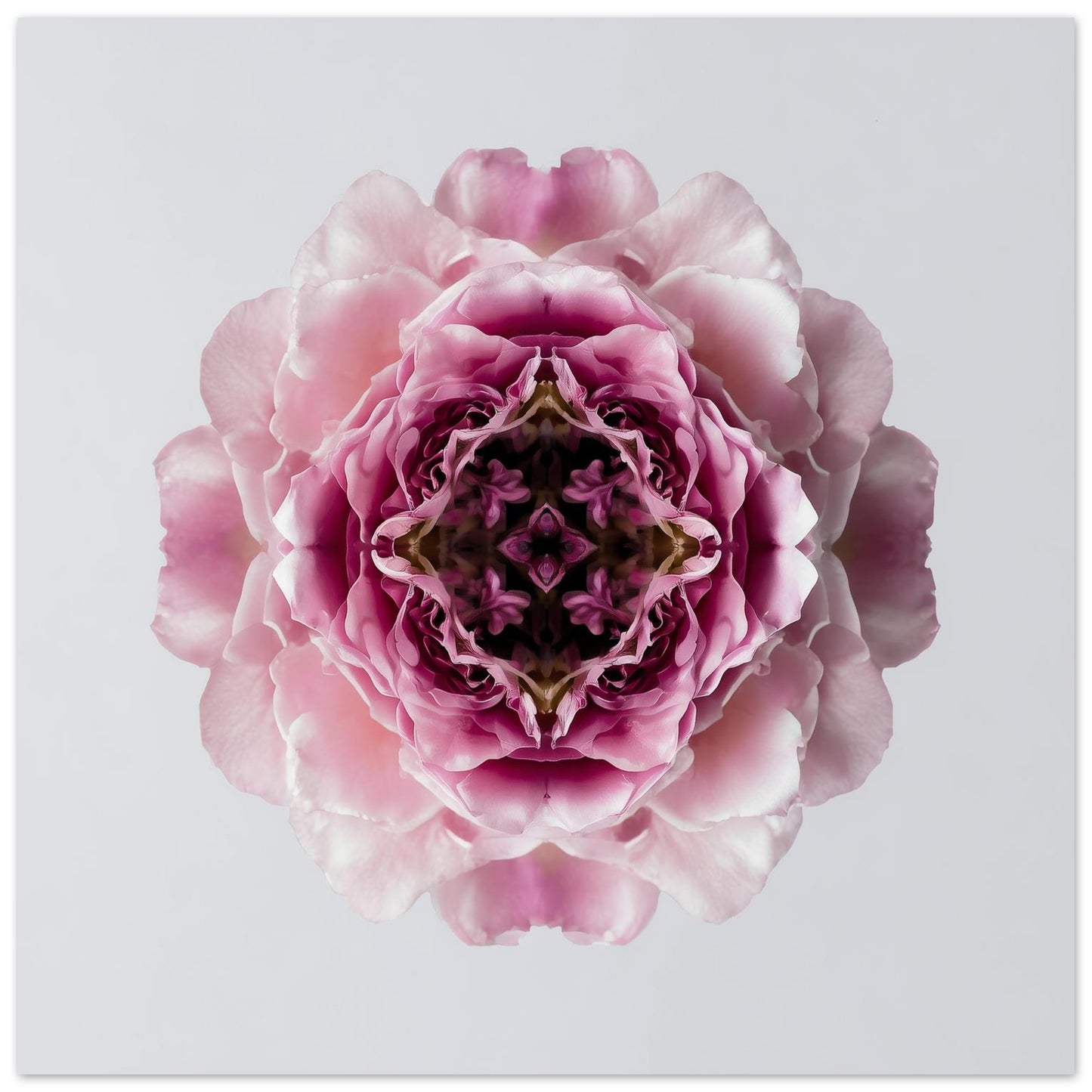 Blush Rose print – delicate pink layered petals in symmetry, romantic floral wall art close up