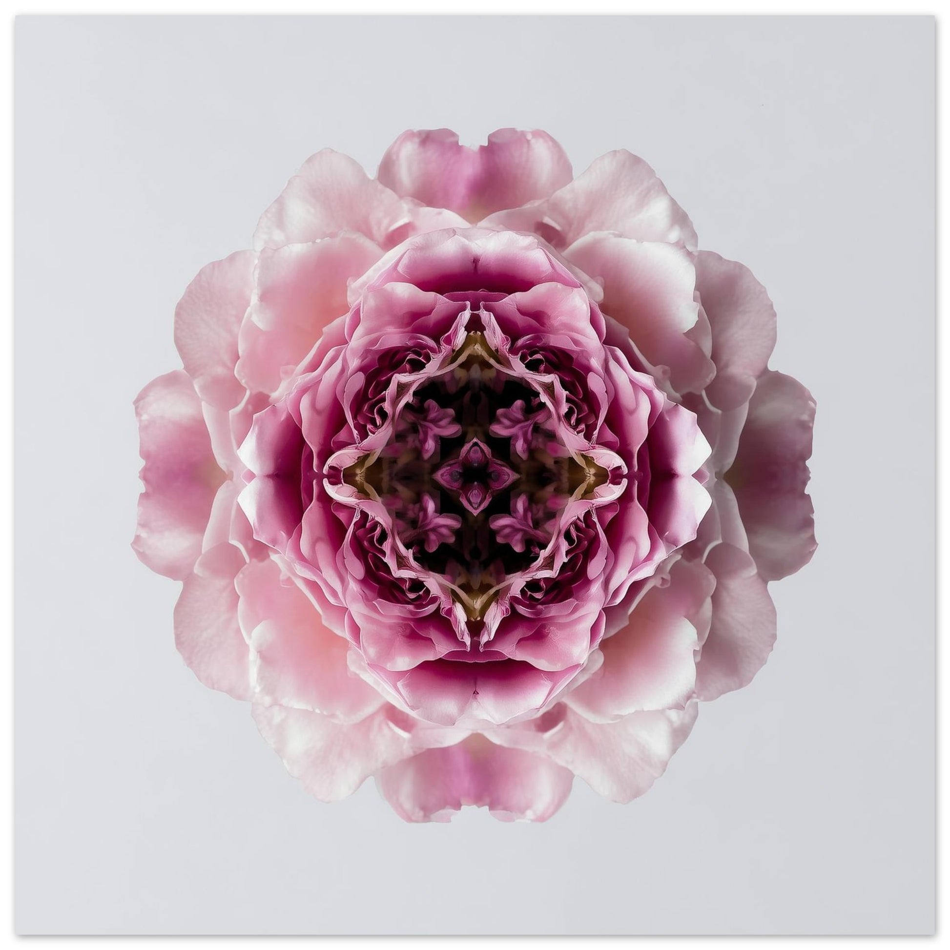 Blush Rose print – delicate pink layered petals in symmetry, romantic floral wall art close up