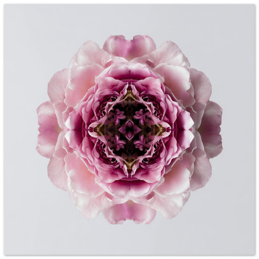 Blush Rose print – delicate pink layered petals in symmetry, romantic floral wall art close up