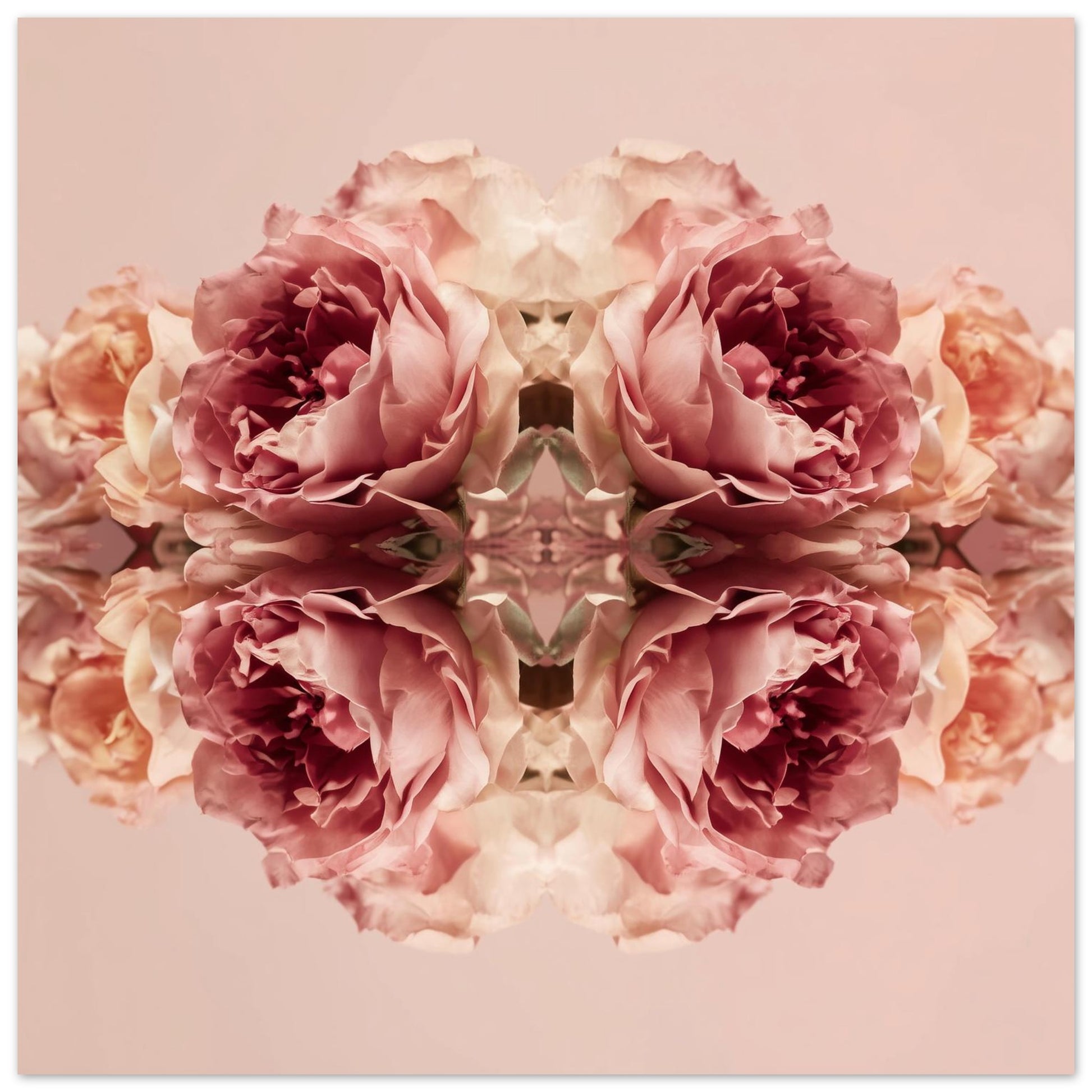 Rose Reflection art print with mirrored blush roses, modern botanical wall decor close up